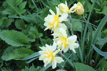 daffodils in the garden