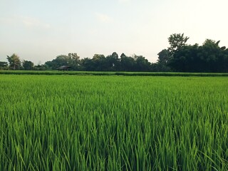 Fototapeta premium Dramatic blue sky with green fields in the countryside
