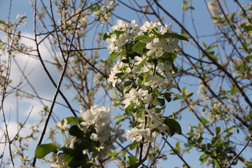 flowers of a tree