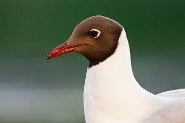 Kokmeeuw, Common Black-headed Gull, Croicocephalus ridibundus