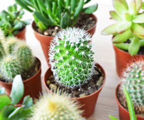Cactus and succulents green house plants on wooden desk