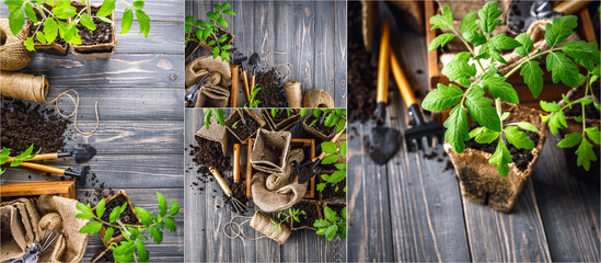 Collage mix set of Seedlings tomatoes in peat pot at old wooden board in rustic style. Gardening...