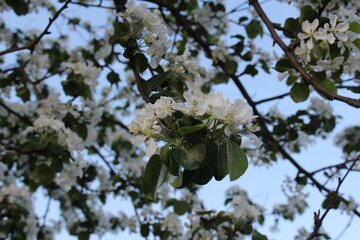 apple tree in bloom