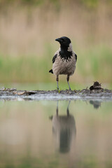 Bonte Kraai, Hooded Crow, Corvus cornix