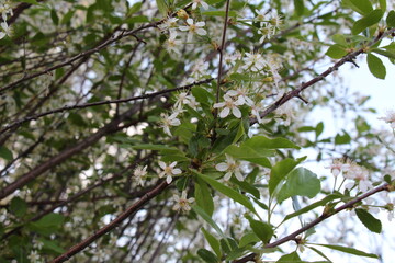 branch of a blossoming tree