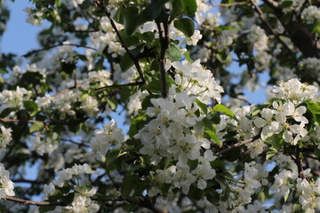 Beautiful apple tree branch. Spring flowers. Blooming white apple flowers branch