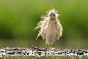 Ralreiger, Squacco Heron, Ardeola ralloides