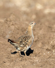 Grey Partridge, Perdix perdix
