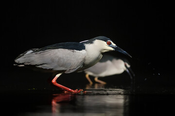 Fototapeta premium Kwak, Black-crowned Night Heron, Nycticorax nycticorax
