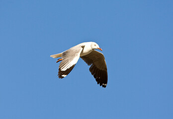 Grey-headed Gull, Chroicocephalus cirrocephalus