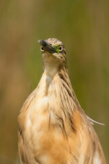 Ralreiger, Squacco Heron, Ardeola ralloides