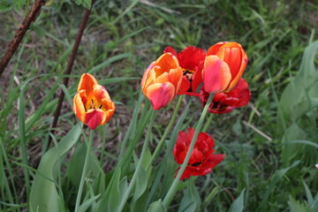 red tulips in the garden