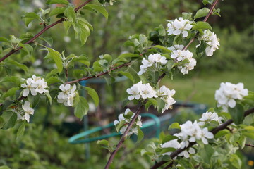 white apple blossom