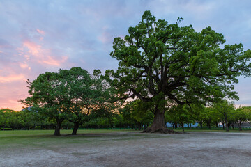 日本　熊本県熊本市、マジックアワー時の熊本城の二の丸広場