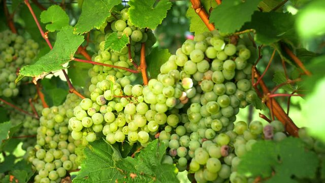 Riesling grapes hanging at the vine. wine culture, wine cultivation. Hessen Rheingau