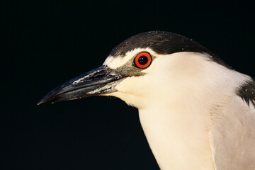 Kwak, Black-crowned Night Heron, Nycticorax nycticorax