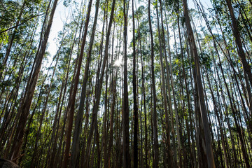 Fototapeta premium green eucalyptus