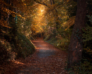 Tunnel in autumn forest