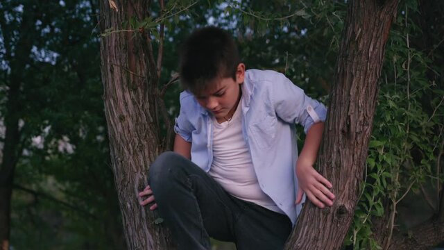 lifestyle, cute boy climbed tree and looks at sunset and first stars in sky during late evening walk, outdoor recreation