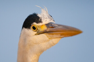 Blauwe Reiger, Grey Heron, Ardea cinerea