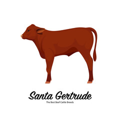 Santa Gertrude Calf - The Best Beef Cattle Breeds. Farm animals. Vector Illustration.