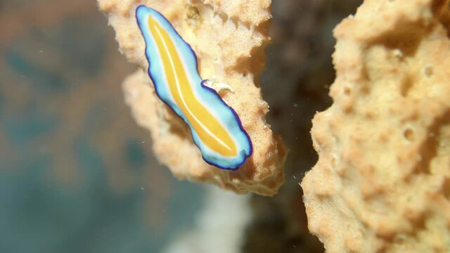 Suzanne flatworm on the reef in maldives