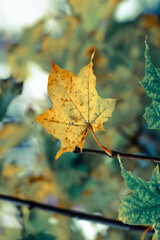 autumn leaves on the tree