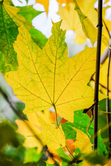 autumn leaves on a tree