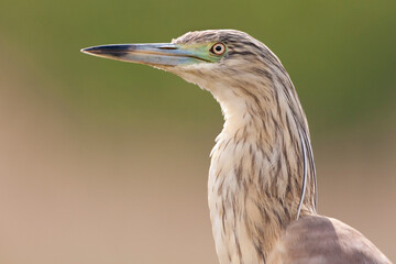 Ralreiger, Squacco Heron, Ardeola ralloides