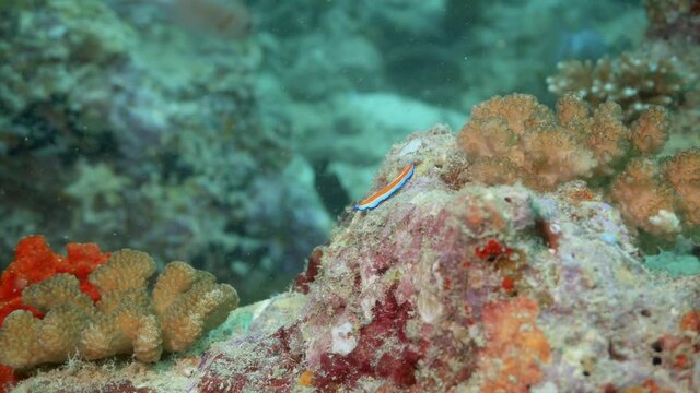 Suzanne flatworm on the reef in maldives