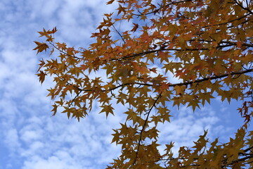 紅葉
