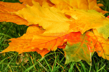 autumn maple leaves on the ground