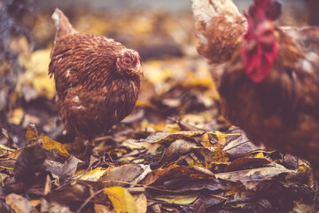 Chickens on fallen leaves in the aviary. Brown chickens walk on a pile of dry leaves in an aviary on an autumn day on a farm