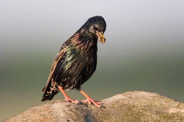 Spreeuw, Common Starling, Sturnus vulgaris