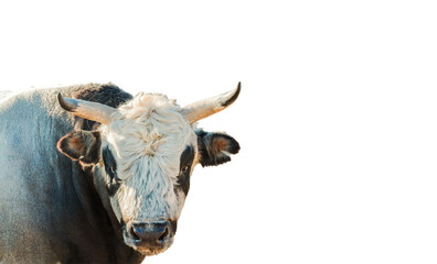 bull isolated on white background