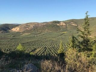 Green Clouds of Trees