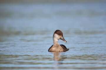 Kolbenente posiert im Wasser