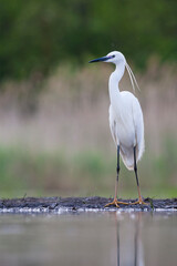 Kleine Zilverreiger, Little Egret, Egretta garzetta
