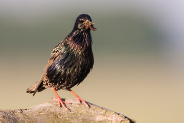 Spreeuw, Common Starling, Sturnus vulgaris