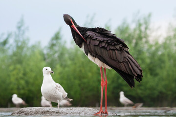 Zwarte Ooievaar, Black Stork, Ciconia nigra
