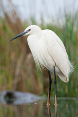 Kleine Zilverreiger, Little Egret, Egretta garzetta