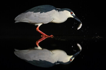 Kwak, Black-crowned Night Heron, Nycticorax nycticorax