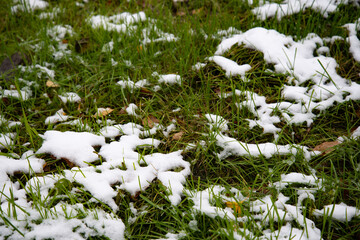 Snow covered green grass. Green grass under the snow. White snow and green grass background. Grass on a meadow covered with snow