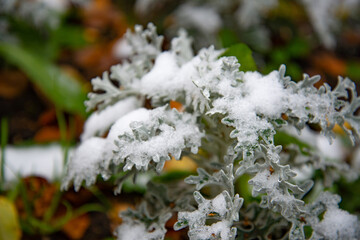 Bush with green leaves covered with snow. Snow covered leaves in winter.