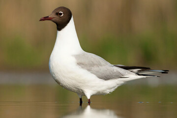 Kokmeeuw, Common Black-headed Gull, Croicocephalus ridibundus