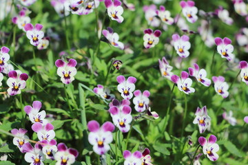Obraz na płótnie Canvas 日本の春に咲く、ミッキーに見える、紫と白と黄色のビオラ