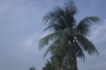 Fototapeta na wymiar Coconut Palm tree background photo in Autumn seasonal theme back-lit but vibrant color sunrise sky. Palm tree in illuminated by sunlight. Goa Sea Beach India. Beauty in nature horizon Backgrounds.