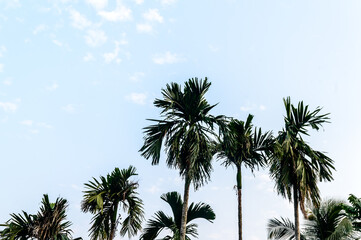 Obraz na płótnie Canvas Coconut Palm tree background photo in Autumn seasonal theme back-lit but vibrant color sunrise sky. Palm tree in illuminated by sunlight. Goa Sea Beach India. Beauty in nature horizon Backgrounds.
