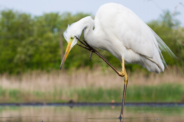 Grote Zilverreiger, Western Great Egret, Ardea alba alba
