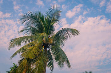 Coconut Palm tree background photo in winter seasonal theme back-lit but vibrant color sunrise sky. Palm tree in silhouette by sunlight. paradise - new Zealand. Beauty in nature horizon Backgrounds.